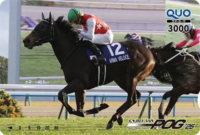11�ʁ`30�� JRA-VAN POG �I���W�i��QUO�J�[�h3,000�~��